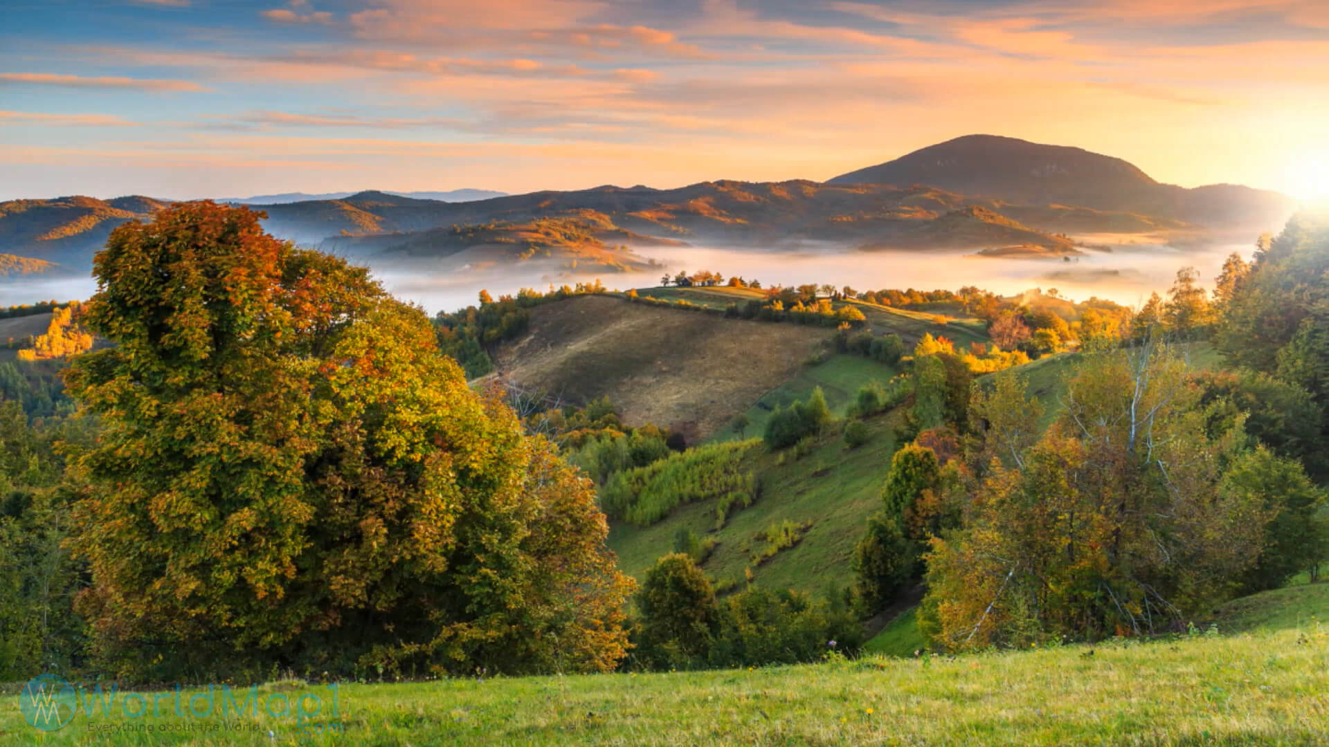 Forest in Romania